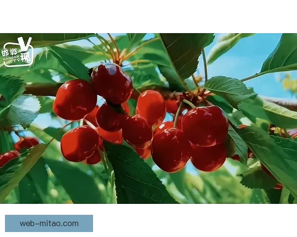 探索视觉盛宴：樱桃视频官网，点亮你的数字生活